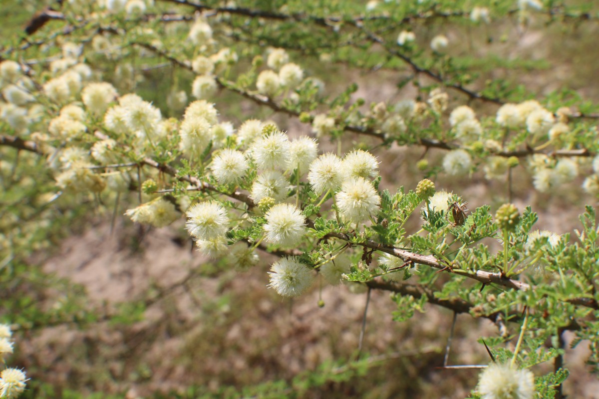 Vachellia planifrons (Wight & Arn.) Ragup., Seigler, Ebinger & Maslin